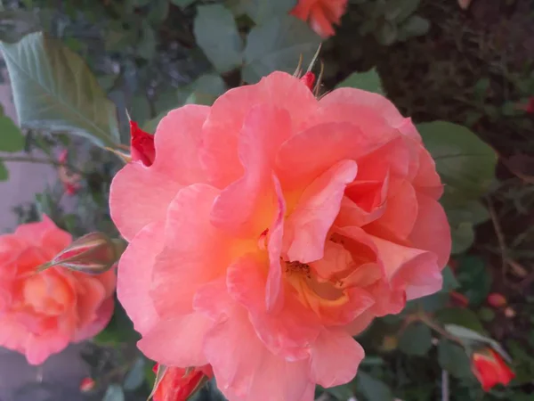 Garden Blooming Fragrant Rose Orange Color — 스톡 사진