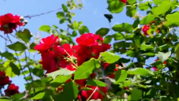 Sommertag Blauer Wolkenloser Himmel Leuchtende Duftende Rote Rosen Blühen Garten — Stockvideo