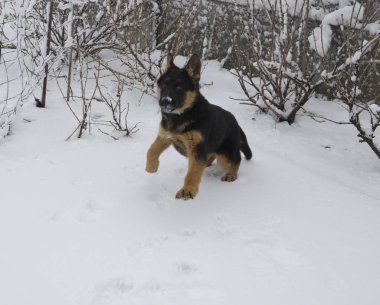 Kış günü. Beyaz karlı bir yerde, temiz havada, bir Alman çoban köpeği yürür..