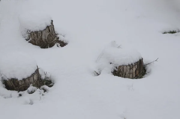 Zimowy Park Ziemia Pnie Ściętych Drzew Pokryte Białym Puszystym Śniegiem — Zdjęcie stockowe