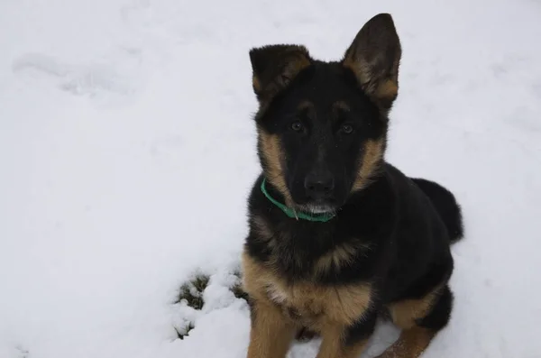 Día Invierno Suelo Blanco Nevado Aire Libre Cachorro Pastor Alemán —  Fotos de Stock