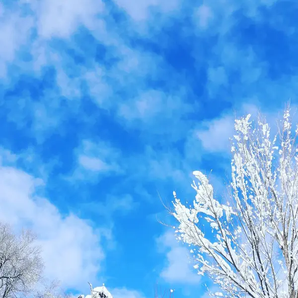 Krajobraz Zimą Niebieskie Piękne Niebo Gałęzie Drzew Pokryte Srebrzystym Świeżym — Zdjęcie stockowe