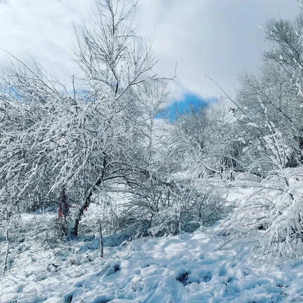 Krajobraz Zimą Niebieskie Piękne Niebo Gałęzie Drzew Pokryte Srebrzystym Świeżym — Zdjęcie stockowe