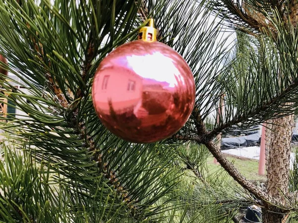 Christmas Decorative Pink Ball Hanging Green Pine Branch — Stock Photo, Image