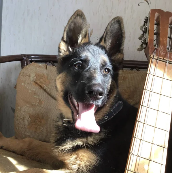 Ett Porträtt Tysk Herdehund Som Sitter Fåtölj Med Gitarr Stående — Stockfoto