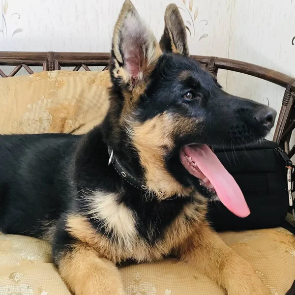 Una Silla Sienta Pastor Alemán Con Una Lengua Roja Sobresaliente — Foto de Stock