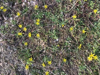 Kışın sonu. İlkbahar güzel sarı güller açtı..