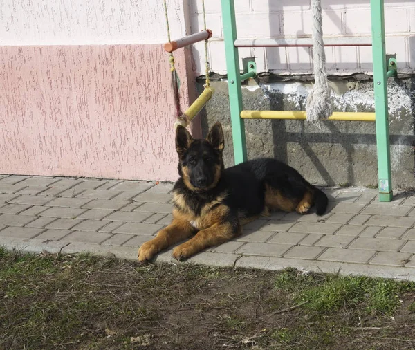 一只美丽的德国牧羊犬的画像 它躺在操场上 — 图库照片