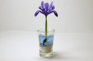 Hafif bir arka planda bir bardakta bir adam figürü ile mavi bir göz çiçeği.