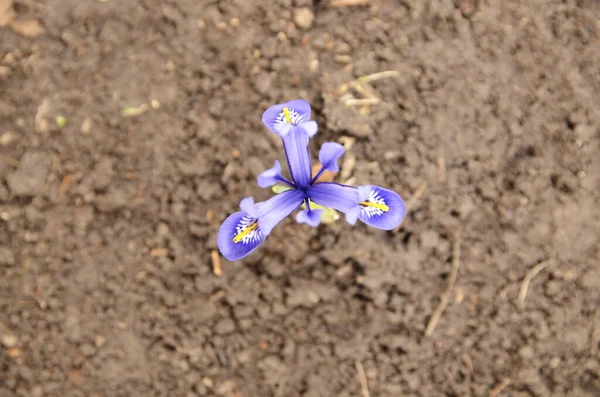 Vorfrühling Garten Die Ersten Frühlingsblumen Sprießen Auf Dem Beet — Stockfoto