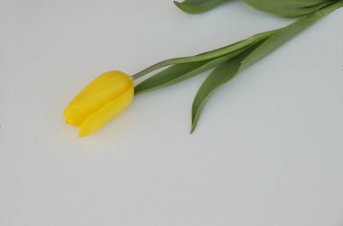 Beyaz arka planda sarı, taze lale çiçeği.