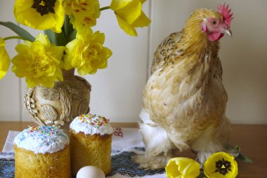 Din ve kültür. Paskalya günü. Dekoratif bir tavuk masada oturur, şenlikli kekler vardır, üzerinde güzel sarı nergis olan bir vazo..