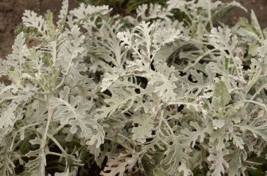 Bahçe düzenleme. Yeşiller, ardıçkuşları, çamlar, ladin parkta yetişir..