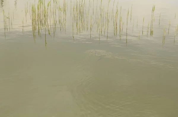 Frühling See Bereits Wasser Treibend — Stockfoto