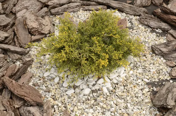 Διαμόρφωση Τοπίου Evergreens Άρκευθοι Πεύκα Έλατο Μεγαλώνουν Στο Πάρκο — Φωτογραφία Αρχείου