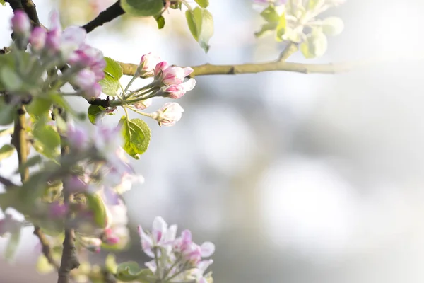 Çiçek açmış bir elma dalı. Boşluğu kopyala.