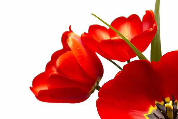 Beyaz arkaplanda kırmızı laleler izole edildi.