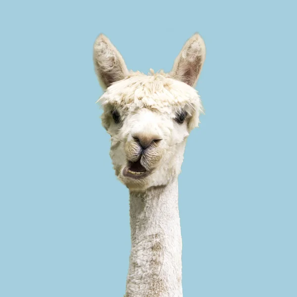 Blanco Divertido Alpaca Sobre Fondo Azul —  Fotos de Stock