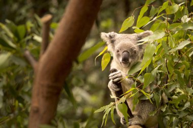 Koala bir ağacın, Avustralya