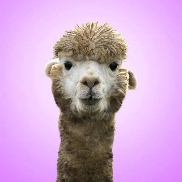 Pembe arka planda komik alpaka lama