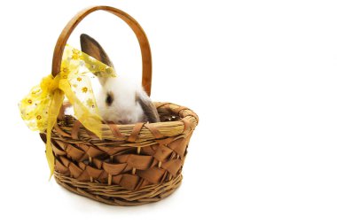 Sepetteki Paskalya tavşanı beyazda izole edilmiş.