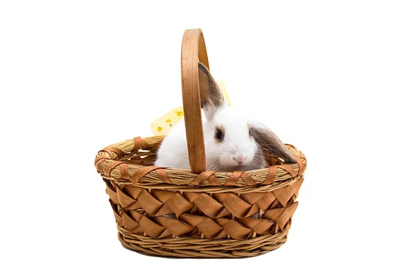 Easter Bunny Wicker Basket — Stock Photo, Image