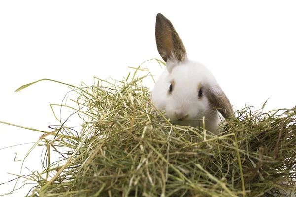 White Rabbit Eats Hay Isolated White Background — Stock Photo, Image