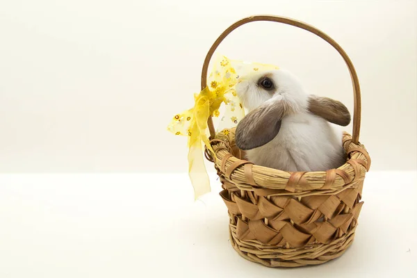 Easter Bunny Sitting Basket — Stock Photo, Image