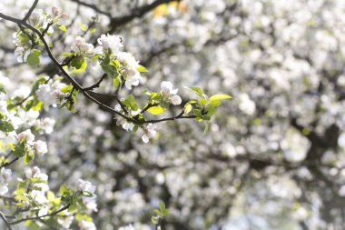 Elma çiçeği. Bahar arka planı. Boşluğu kopyala