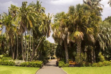 Kraliyet Botanik Bahçesinde palmiye ağaçları, Sydney, Avustralya