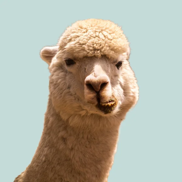 Grappige Alpaca Geïsoleerd Blauwe Achtergrond — Stockfoto