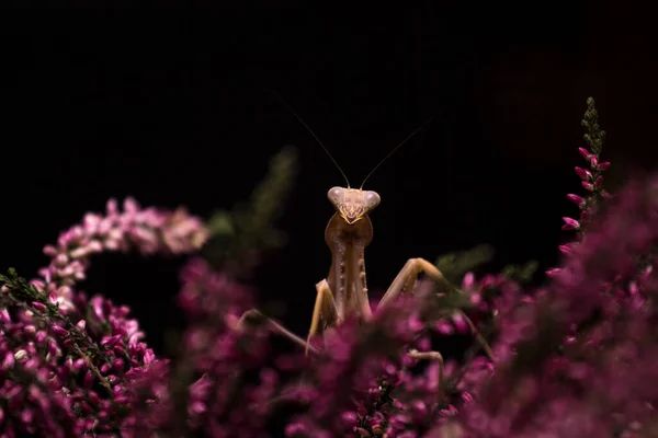 Mor çiçeklerle peygamberdevesi Gastrica