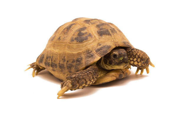Russian tortoise isolated on white background.Testudo horsfieldii