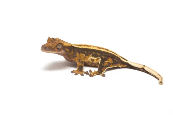 Crested Gecko Isolated White Background Royalty Free Stock Images