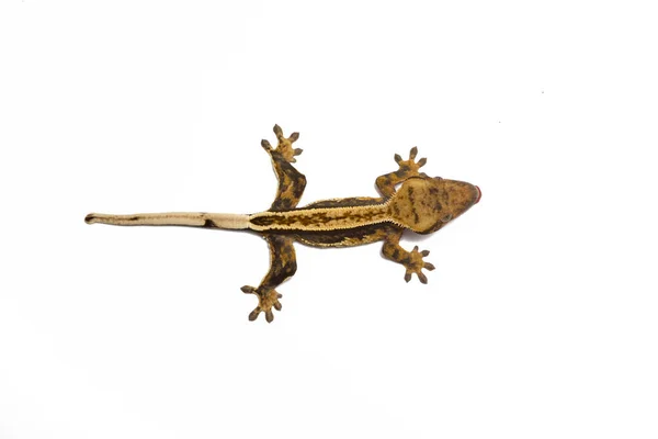 Crested Gecko Isolated White Top View Stock Picture