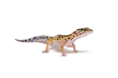 Kertenkele leopar kertenkelesi beyaz arkaplanda izole edildi