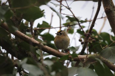 Goldcrest, Regulus Regulus, Avrupa 'nın en küçük kuşu, bir dalda oturuyor.