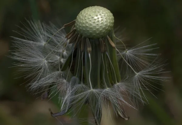 Close Bald Dandelion Head Few Seeds Remaining — Stock Photo, Image