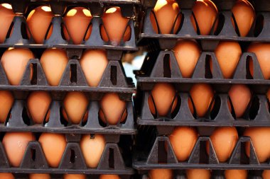 Tam yumurta ile yumurta tepsilerinin yakın çekim