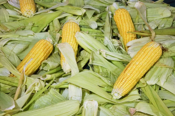 Maíz dulce crudo sobre fondo de cáscara — Foto de Stock