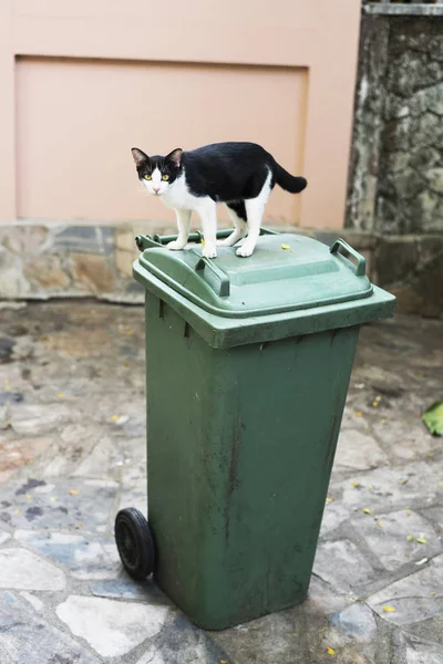 Kedi Sokak Evsiz Çöp Sokak Yeşil — Stok fotoğraf