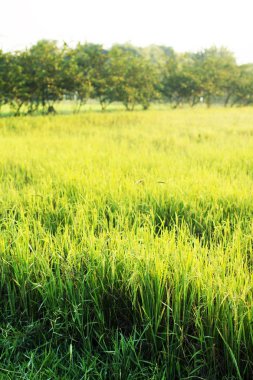 Yeşil pirinç alan sabah
