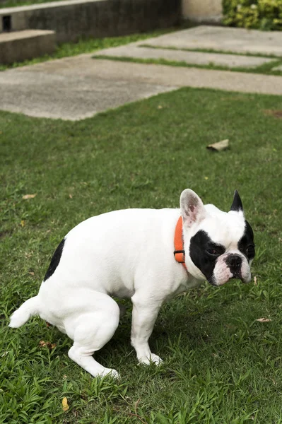 French Bulldog Pooping Grass Field — Stock Photo, Image