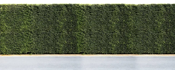 Zielone Liście Roślin Ściany — Zdjęcie stockowe