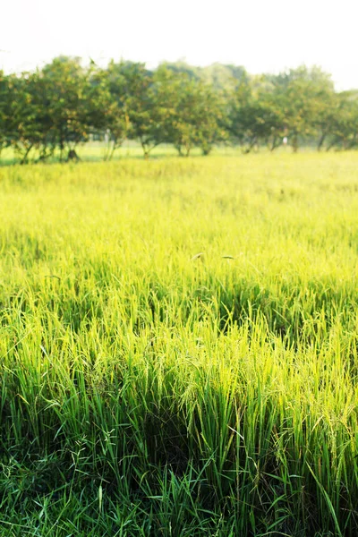 Campo de arroz verde por la mañana — Foto de Stock