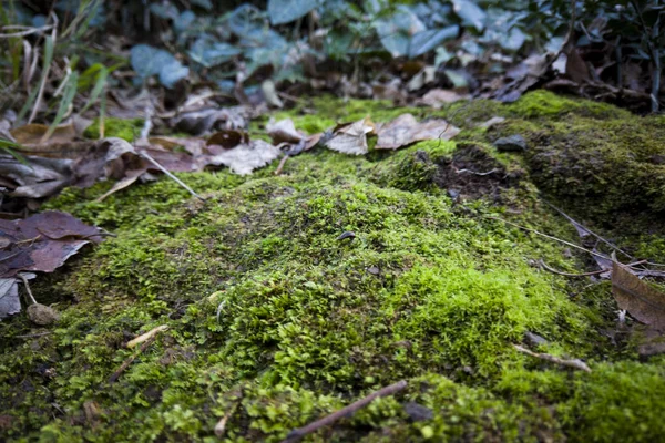 Macro Shot Woods — Stockfoto