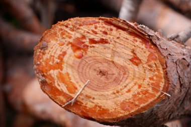 Ağaç desenini kapat