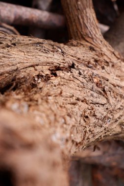 Ağaç desenini kapat