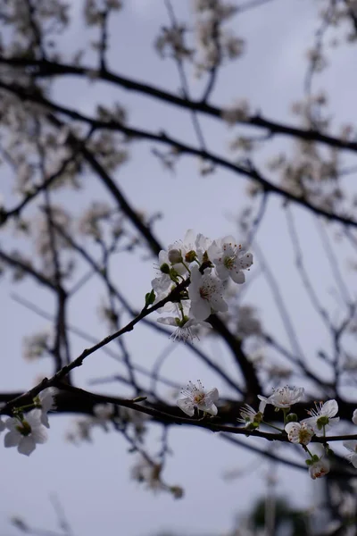 Beyaz bahar çiçekleri arkaplan için daha yakın çekim