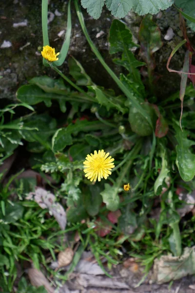 Bahar çiçekleri daha yakın çekim güneşli bir günde